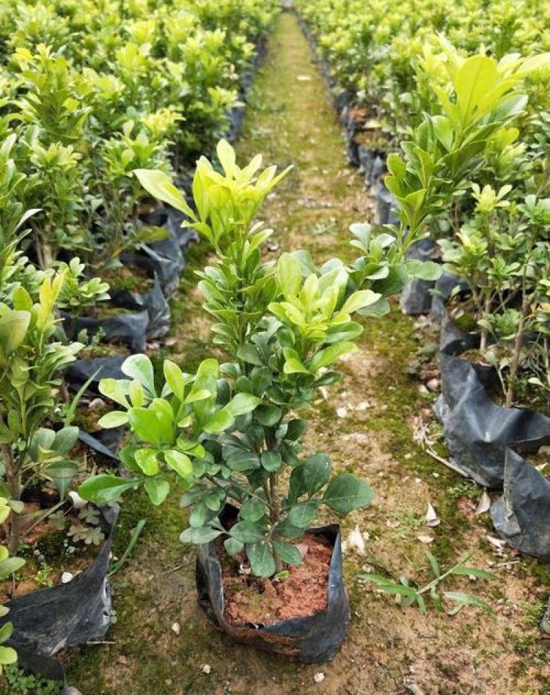 米兰花盆栽带花苞四季开花浓香型阳台带香味净化空气绿植驱蚊
