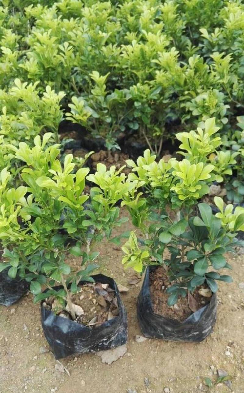 米兰花盆栽带花苞四季开花浓香型阳台带香味净化空气绿植驱蚊