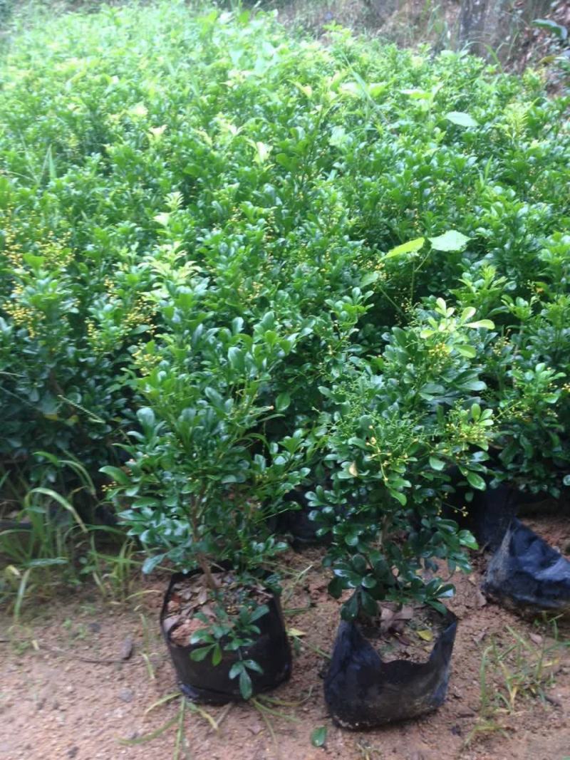 米兰花盆栽带花苞四季开花浓香型阳台带香味净化空气绿植驱蚊