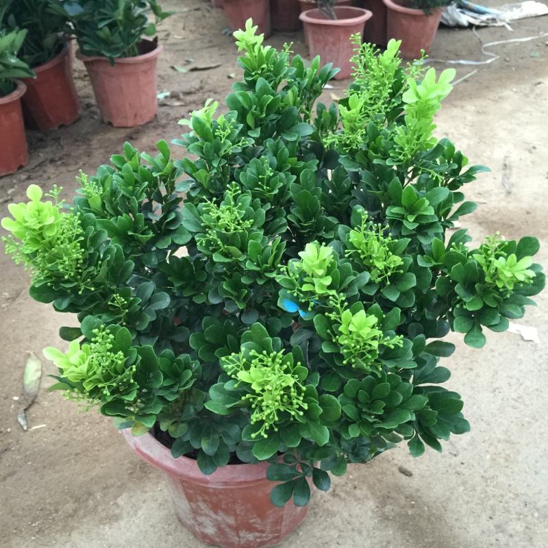 米兰花盆栽带花苞四季开花浓香型阳台带香味净化空气绿植驱蚊
