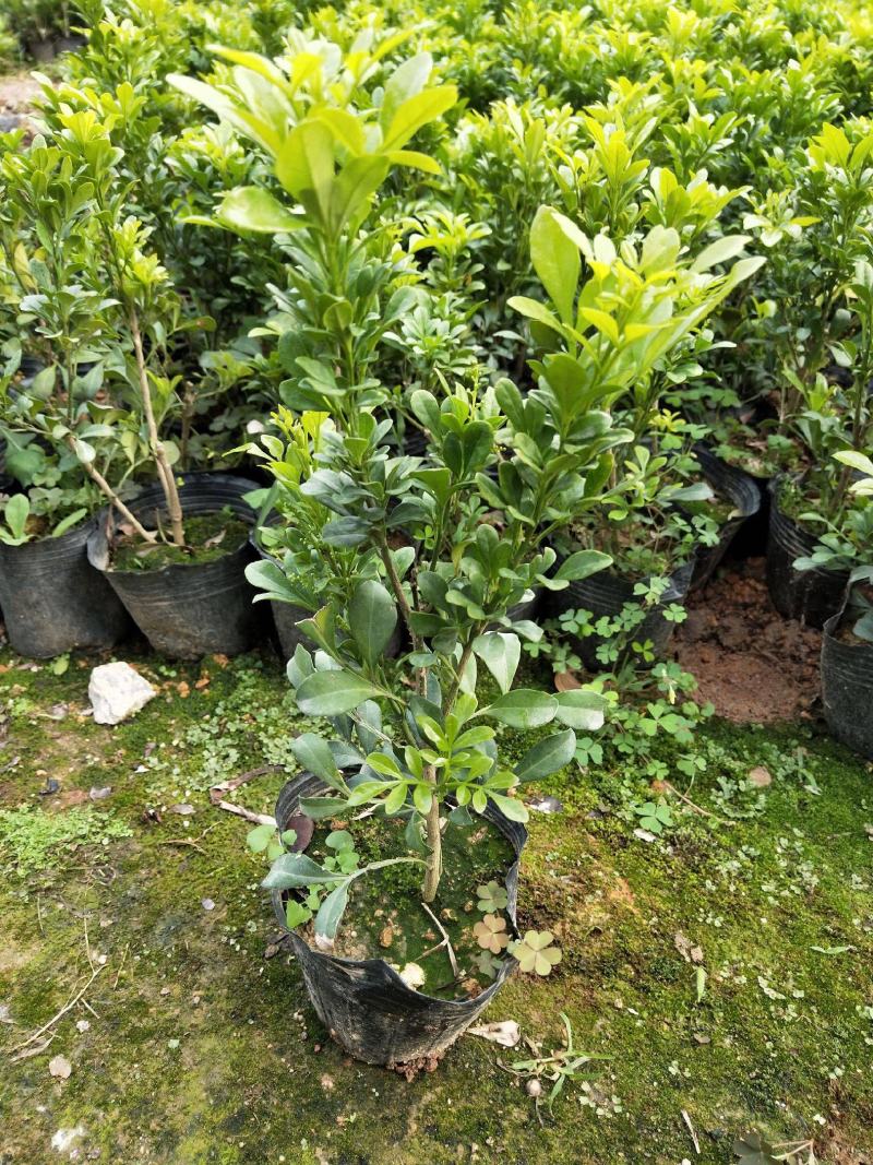 米兰花盆栽带花苞四季开花浓香型阳台带香味净化空气绿植驱蚊