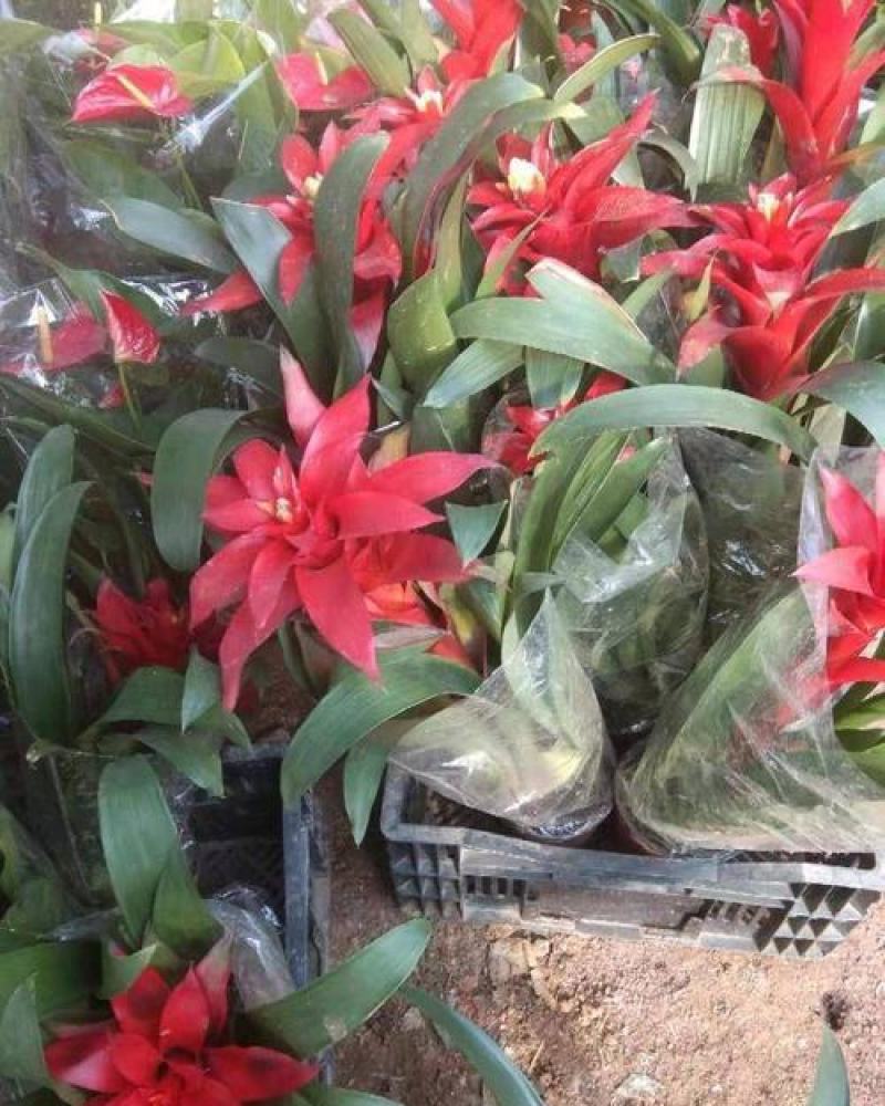 鸿运当头盆栽水培植物四季开花室内客厅办公室吸甲醛净化空气