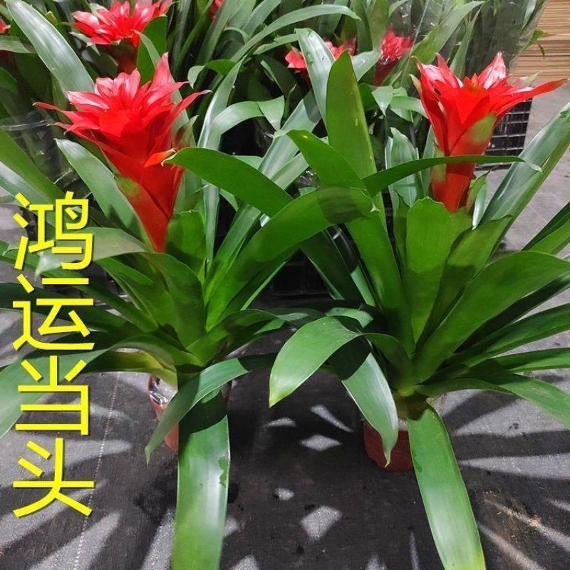 鸿运当头盆栽水培植物四季开花室内客厅办公室吸甲醛净化空气