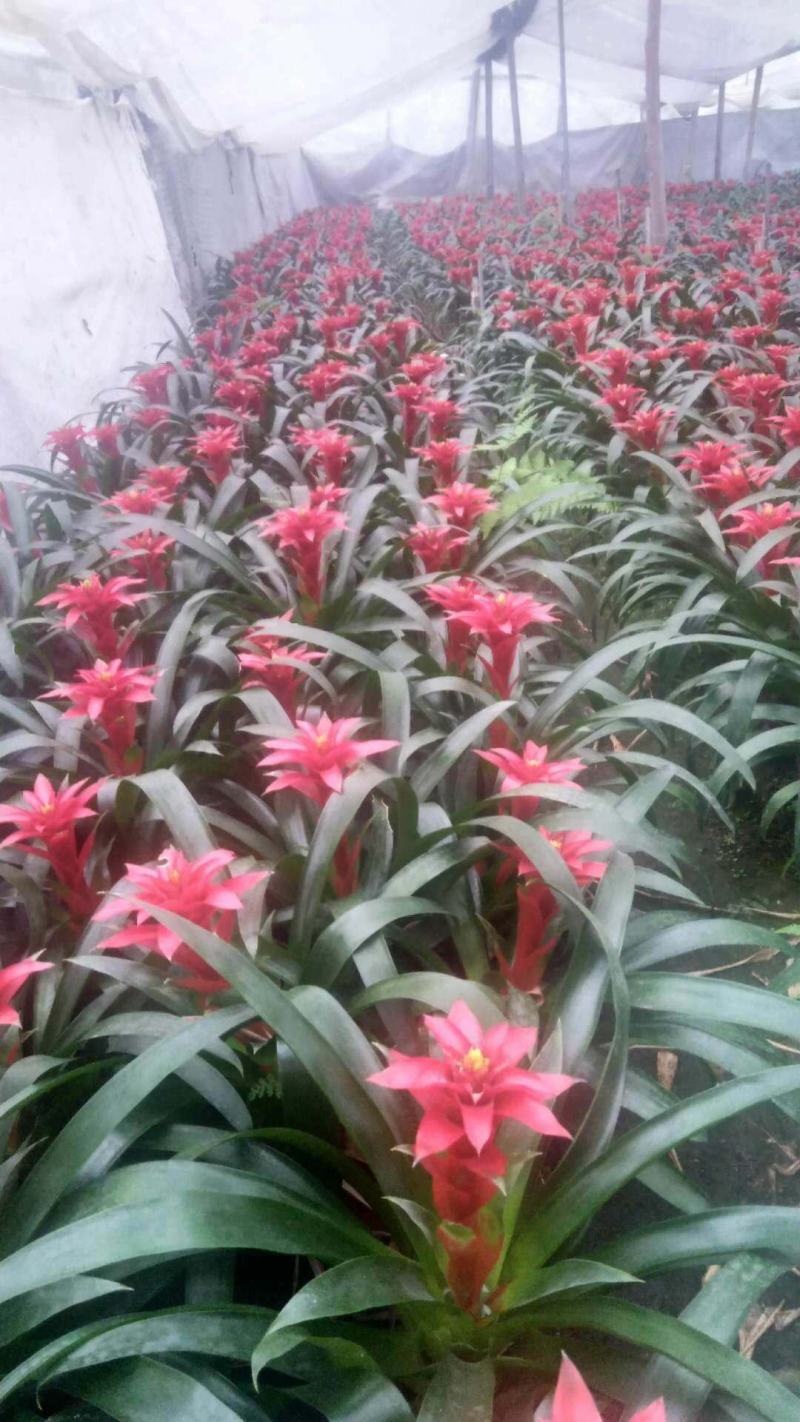 鸿运当头盆栽水培植物四季开花室内客厅办公室吸甲醛净化空气