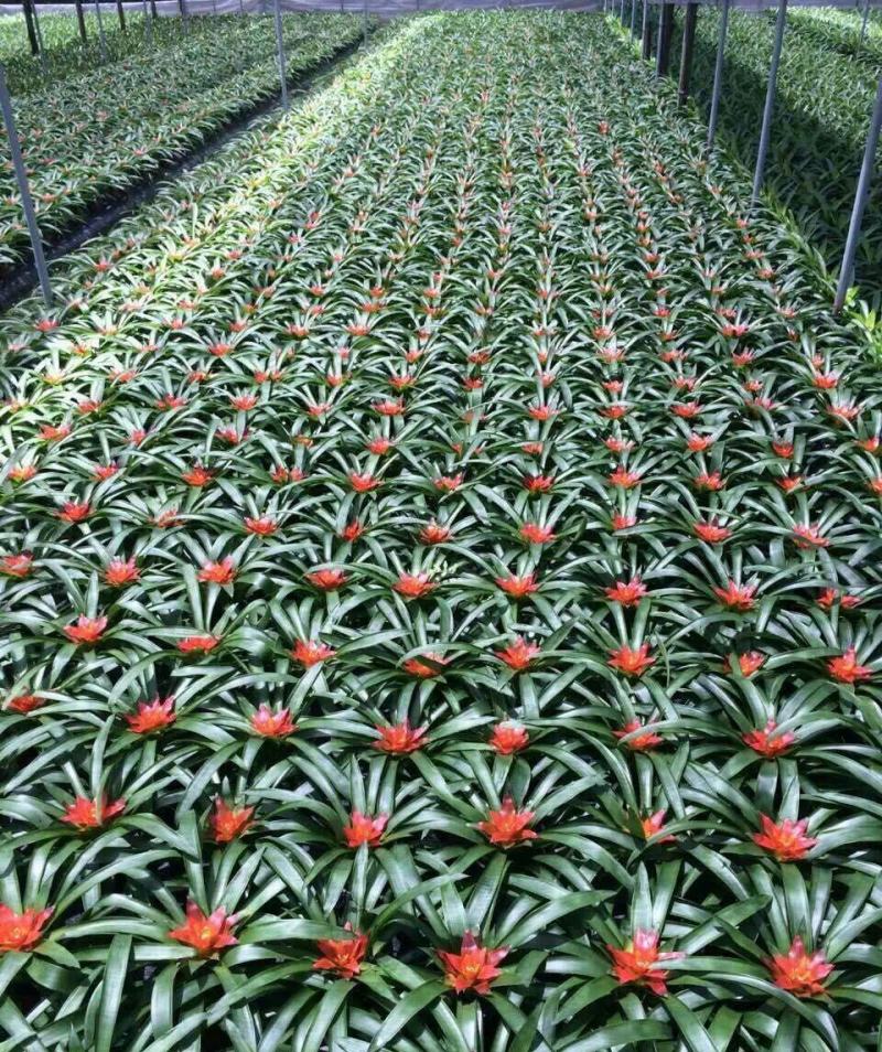 鸿运当头盆栽水培植物四季开花室内客厅办公室吸甲醛净化空气