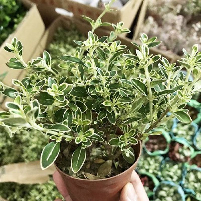 微型金边红花六月雪小盆栽绿植盆景办公室室内装饰盆栽