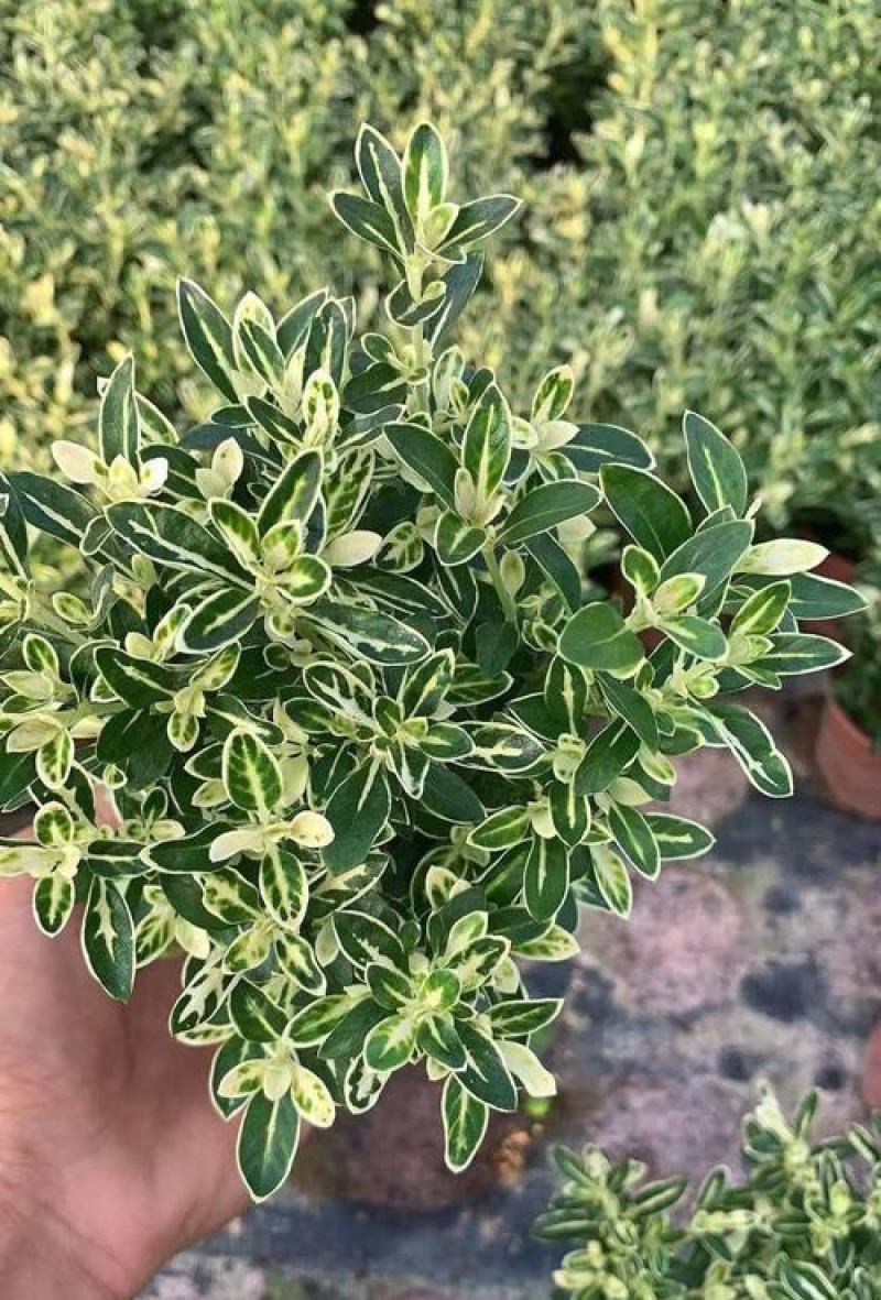 微型金边红花六月雪小盆栽绿植盆景办公室室内装饰盆栽