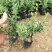 微型金边红花六月雪小盆栽绿植盆景办公室室内装饰盆栽