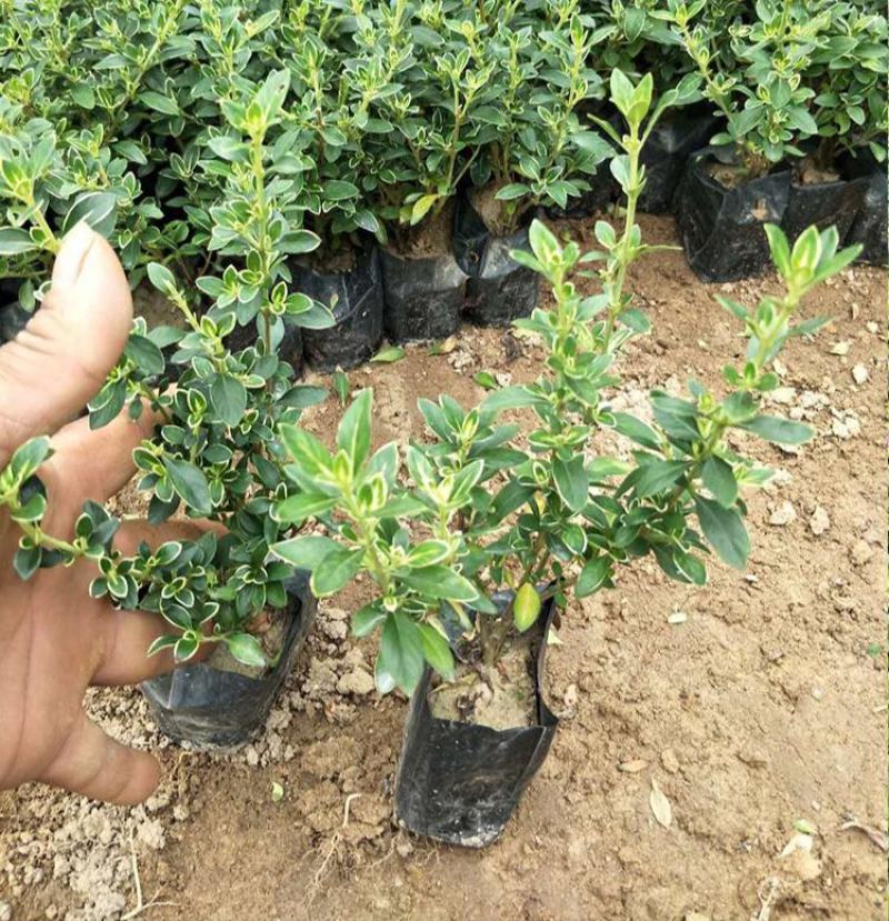 微型金边红花六月雪小盆栽绿植盆景办公室室内装饰盆栽