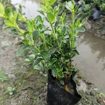微型金边红花六月雪小盆栽绿植盆景办公室室内装饰盆栽