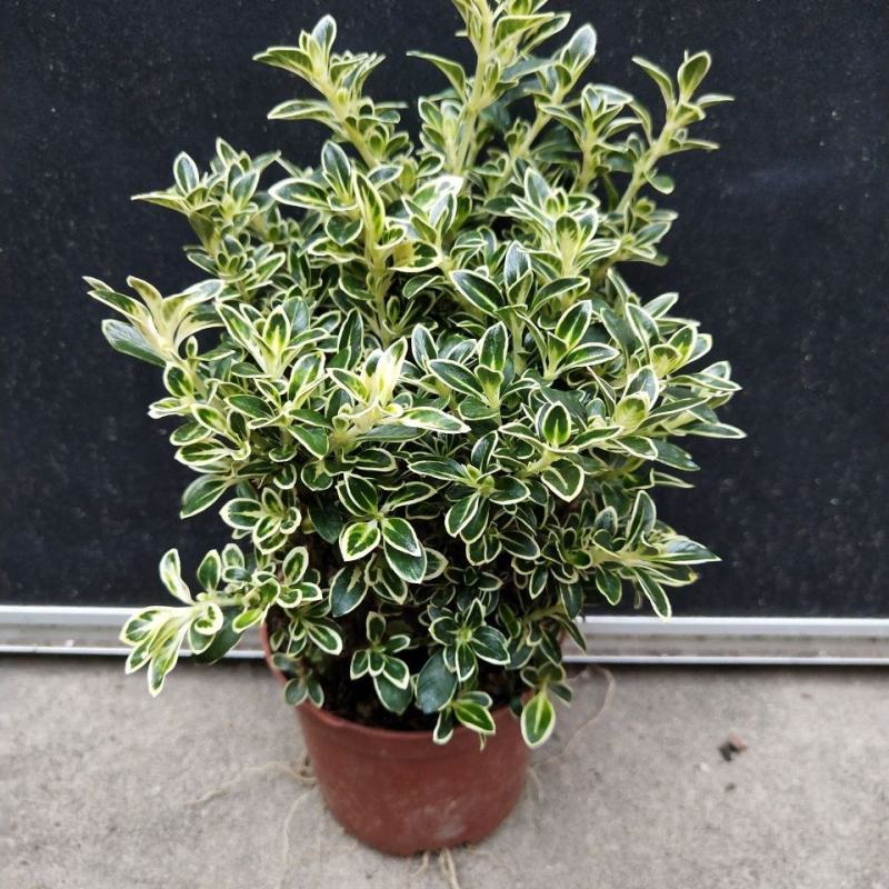 微型金边红花六月雪小盆栽绿植盆景办公室室内装饰盆栽