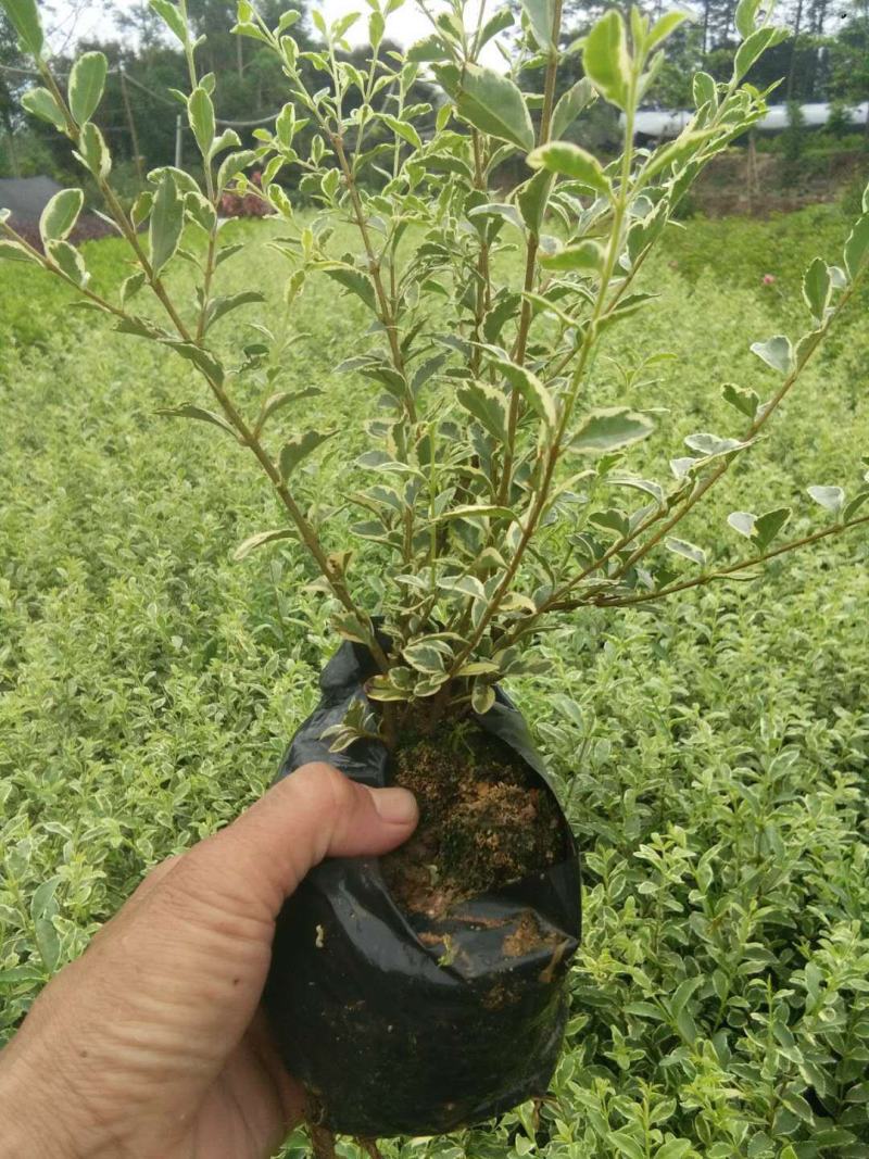 微型金边红花六月雪小盆栽绿植盆景办公室室内装饰盆栽