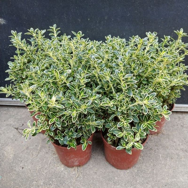 微型金边红花六月雪小盆栽绿植盆景办公室室内装饰盆栽