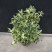 微型金边红花六月雪小盆栽绿植盆景办公室室内装饰盆栽