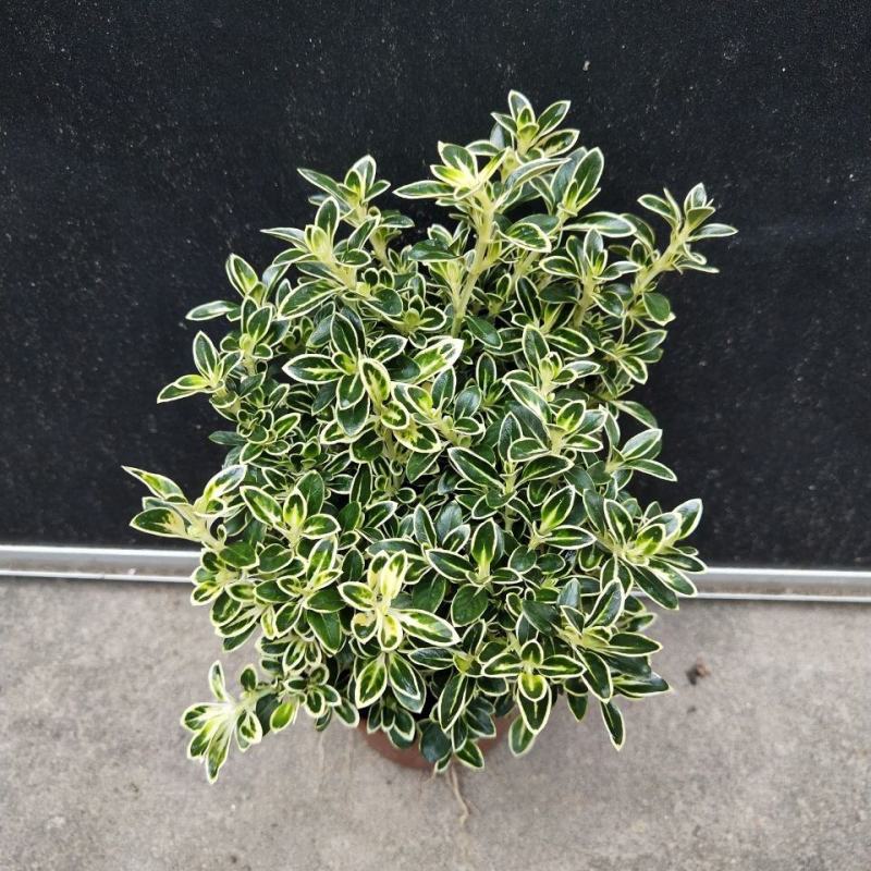 微型金边红花六月雪小盆栽绿植盆景办公室室内装饰盆栽