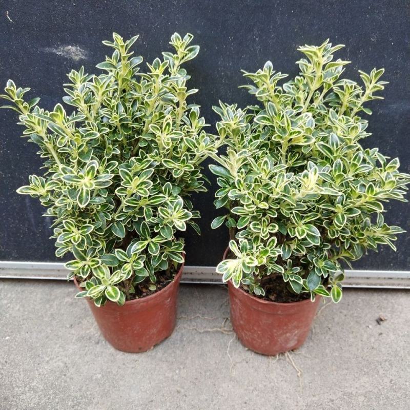 微型金边红花六月雪小盆栽绿植盆景办公室室内装饰盆栽