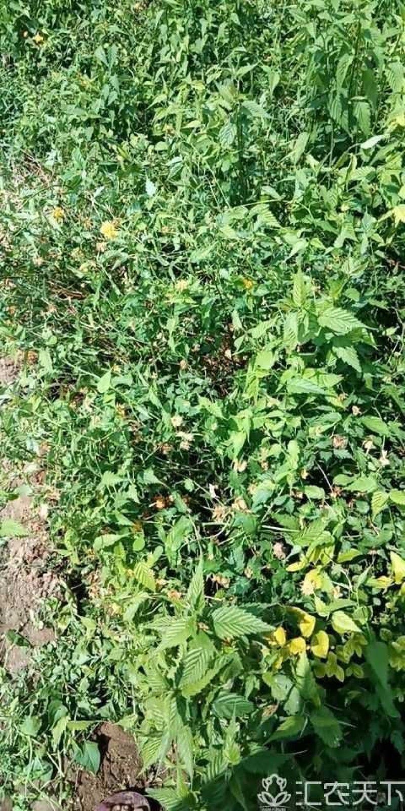 棣堂绿化苗木工程苗地堂。