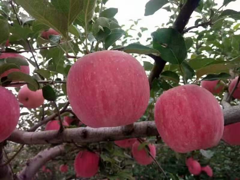 山东沂源精品红富士苹果，数量大，质量好，欢迎新朋友考察采