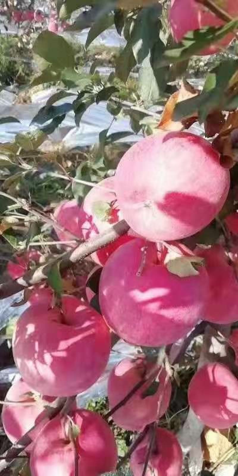 山东沂源精品红富士苹果，数量大，质量好，欢迎新朋友考察采