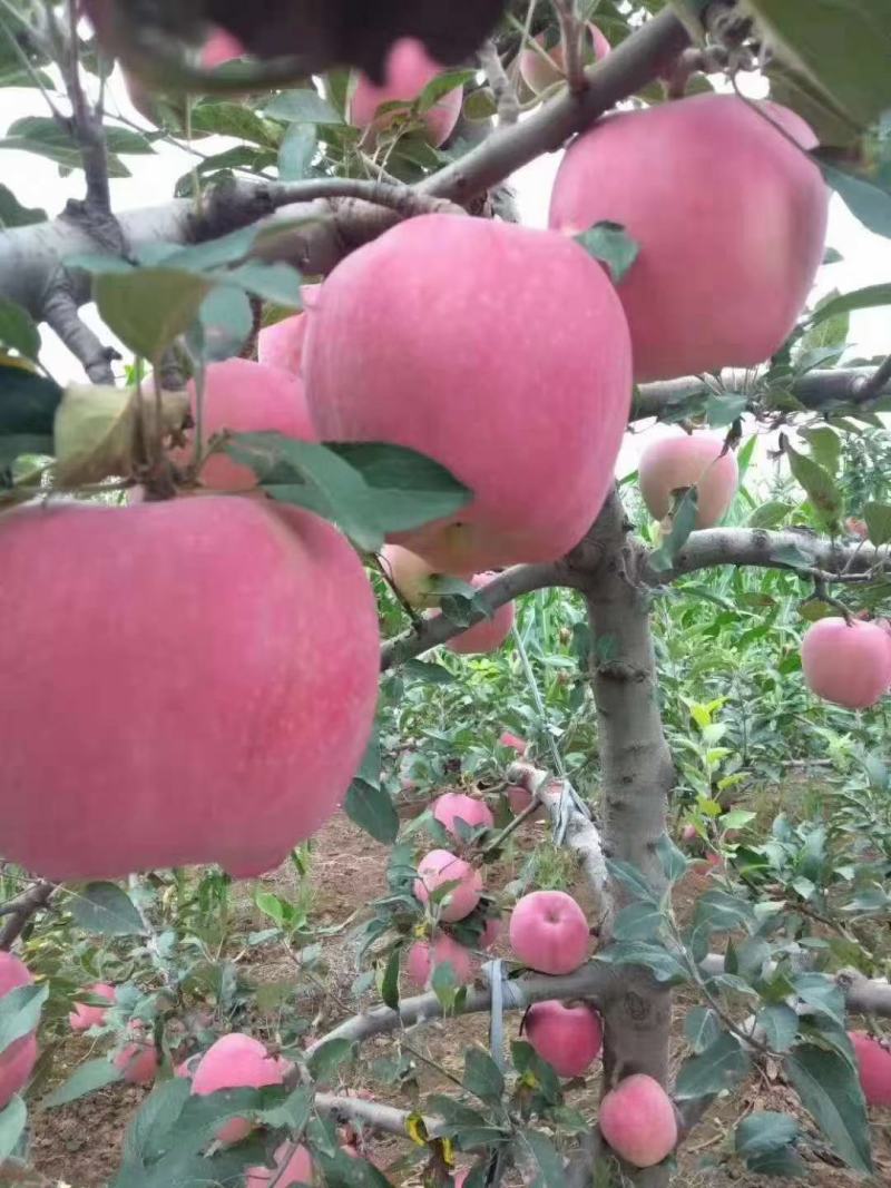 山东沂源精品红富士苹果，数量大，质量好，欢迎新朋友考察采
