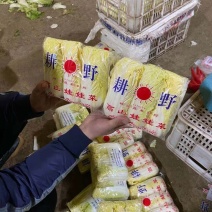 永年精品娃娃菜上市，产地发货保质保量全国