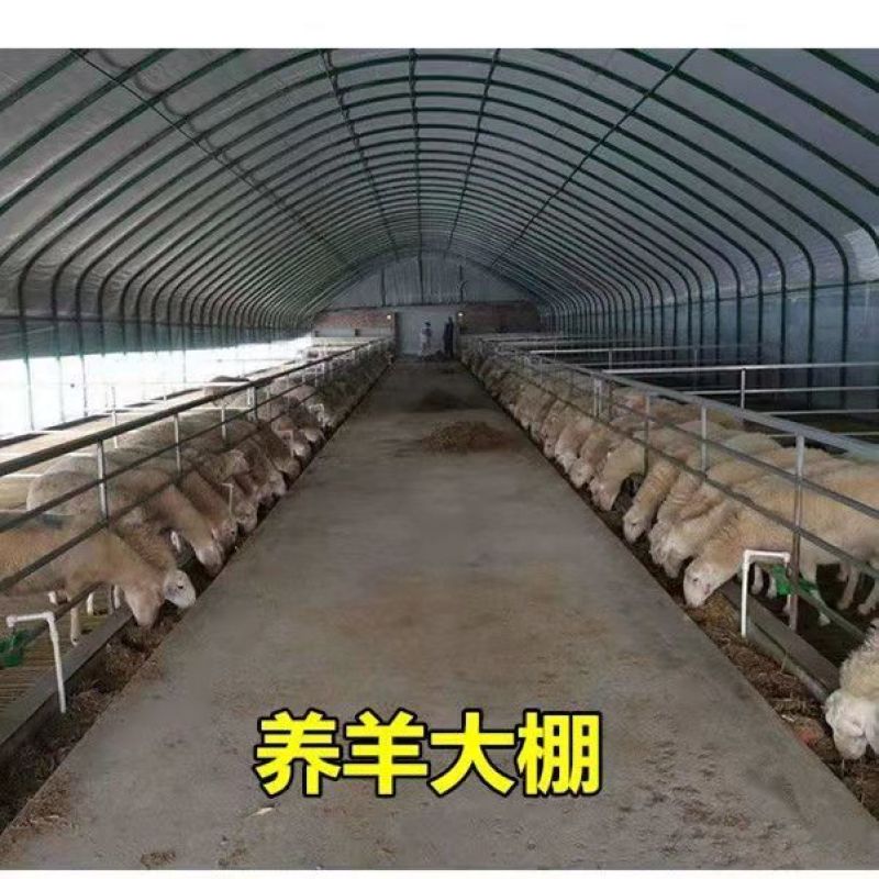 养猪大棚，养鸡鸭鹅大棚养殖大棚。大量批发。零售。