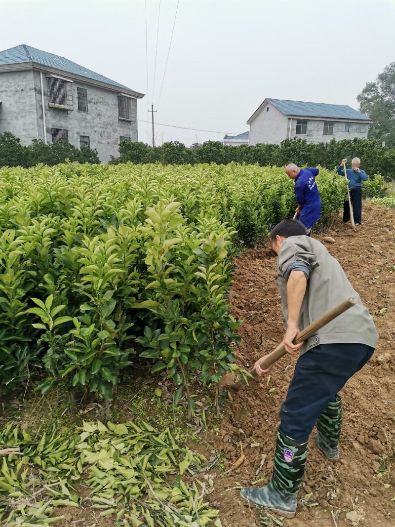 香柚苗（安江柚苗）柚子基地供苗，优良柚子品种！