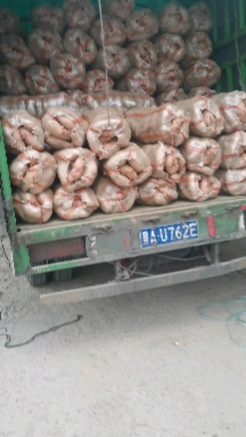（热销）龙薯九产地一直供量大从优全国发货欢迎订购