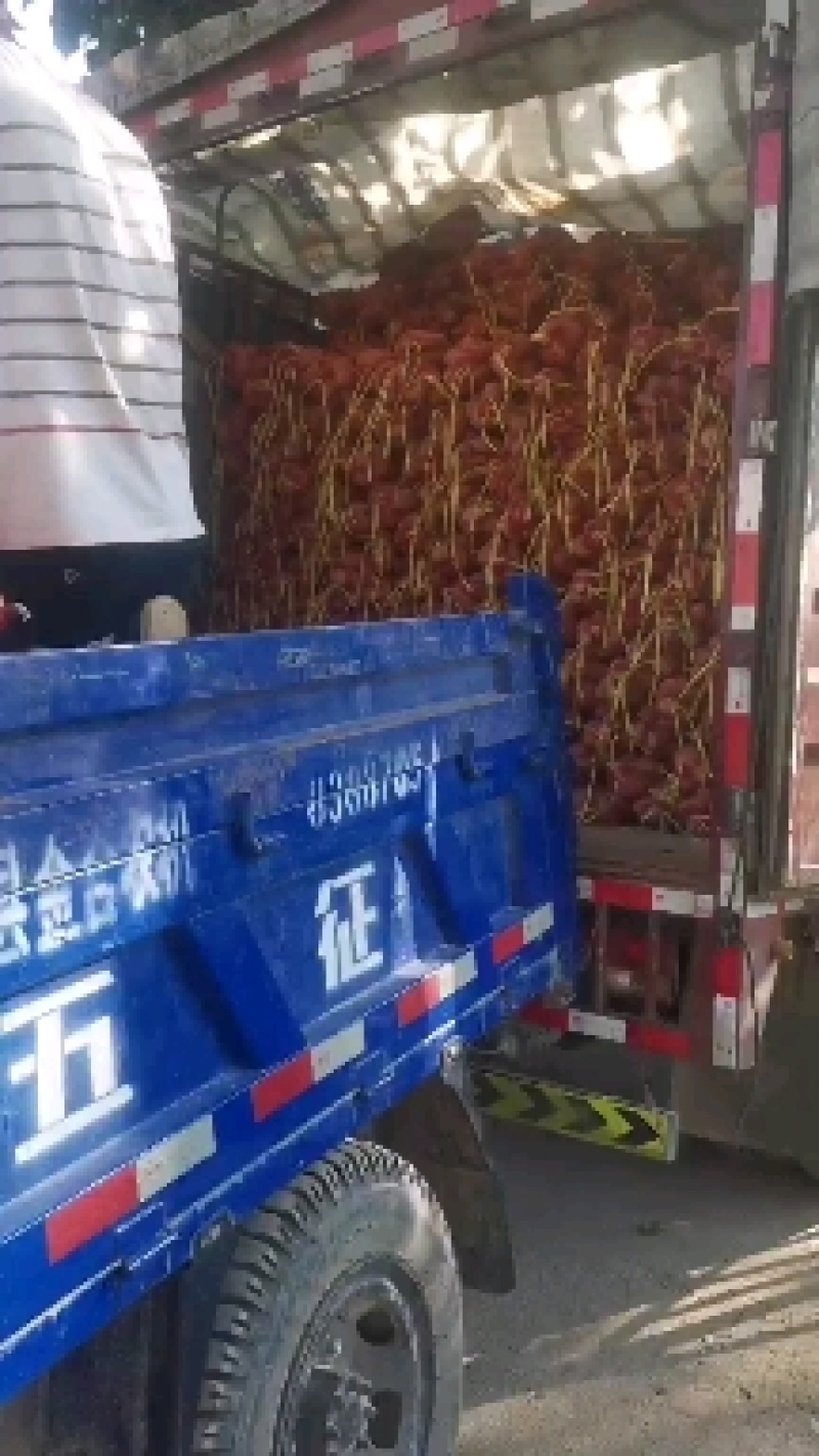 （热销）龙薯九产地一直供量大从优全国发货欢迎订购