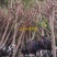 黄花槐黄槐隆昌黄花槐高杆，低杆，丛生