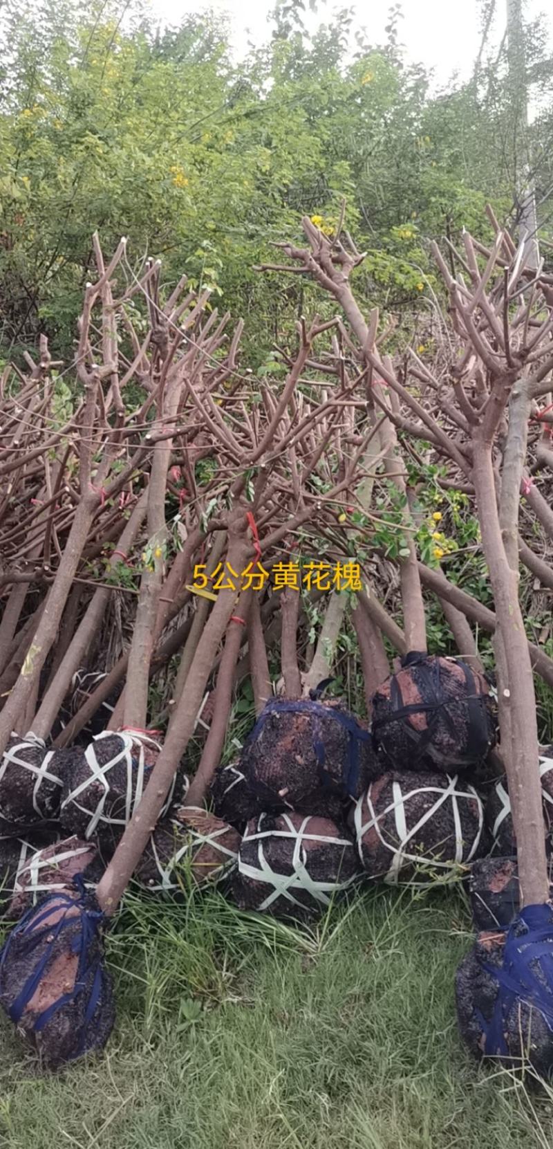 黄花槐黄槐隆昌黄花槐高杆，低杆，丛生