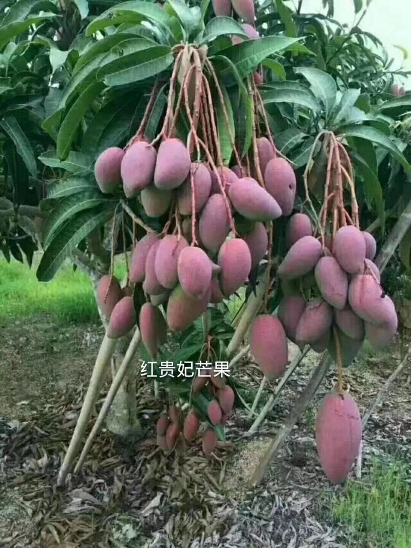 百香果苗