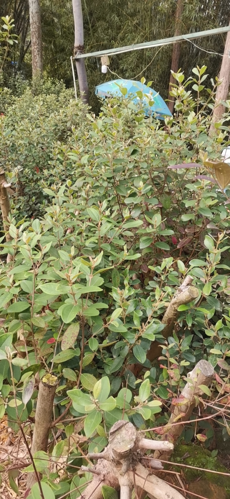 百香果苗