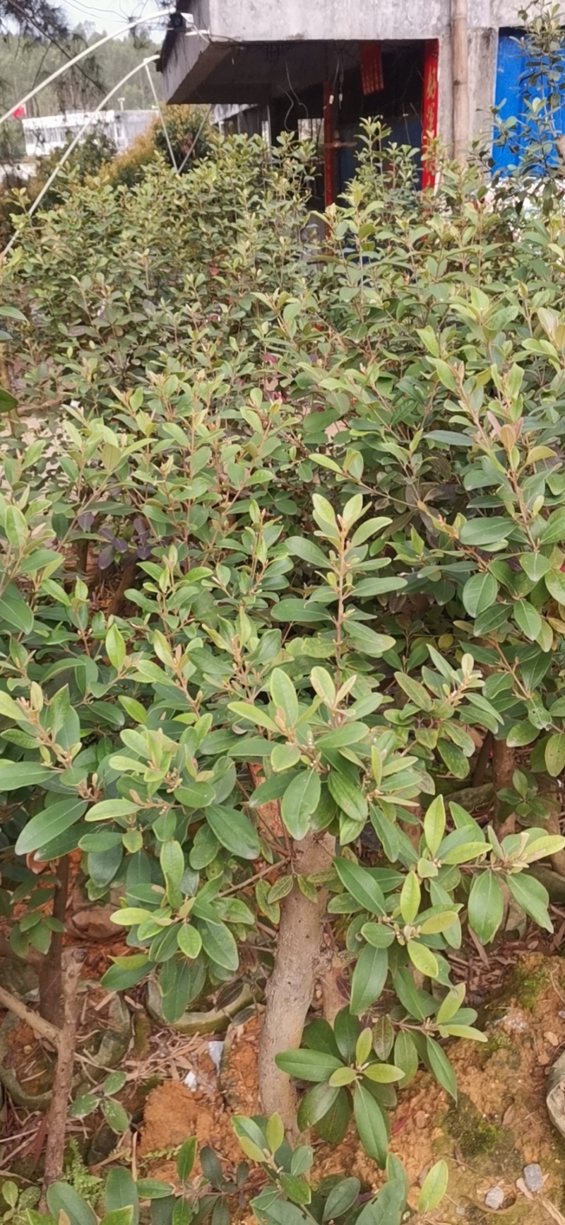 百香果苗
