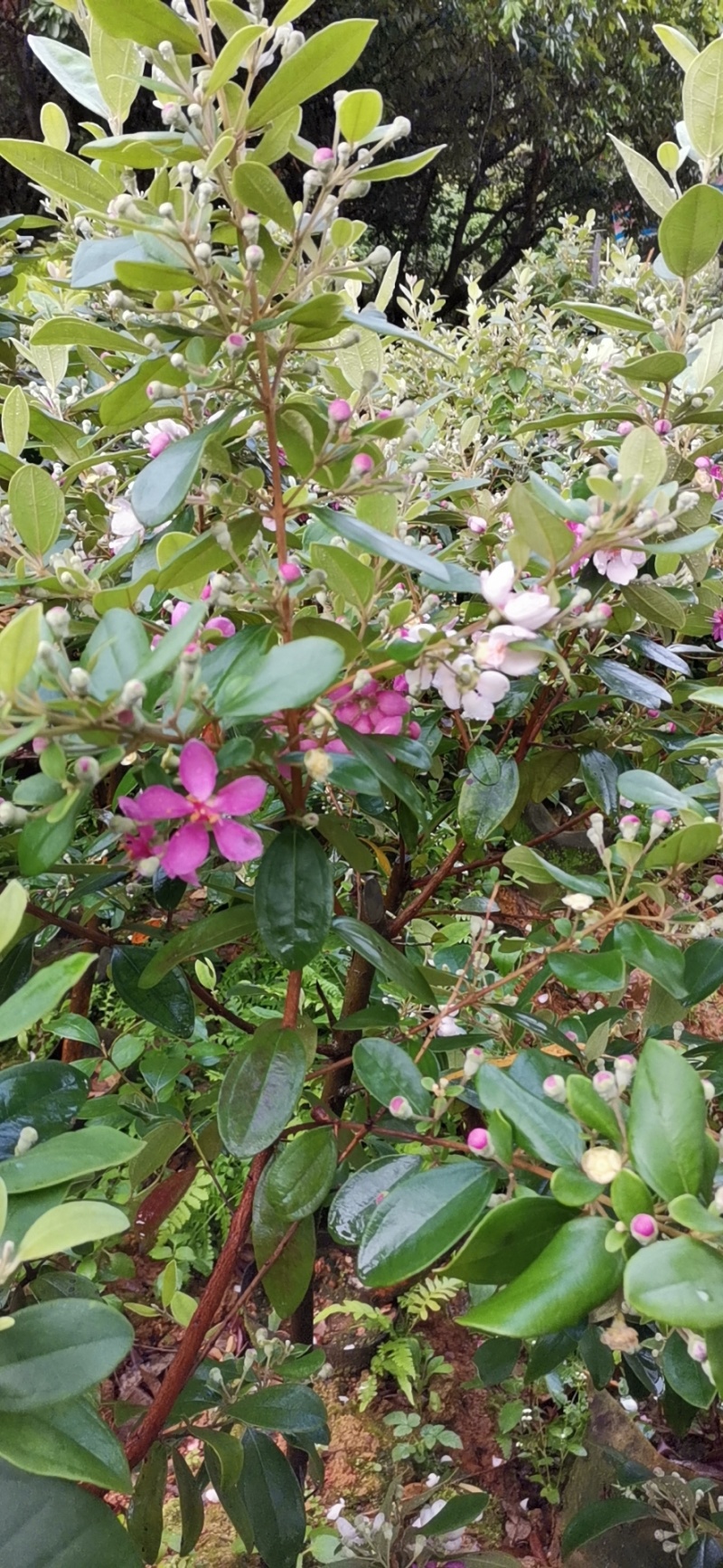 百香果苗