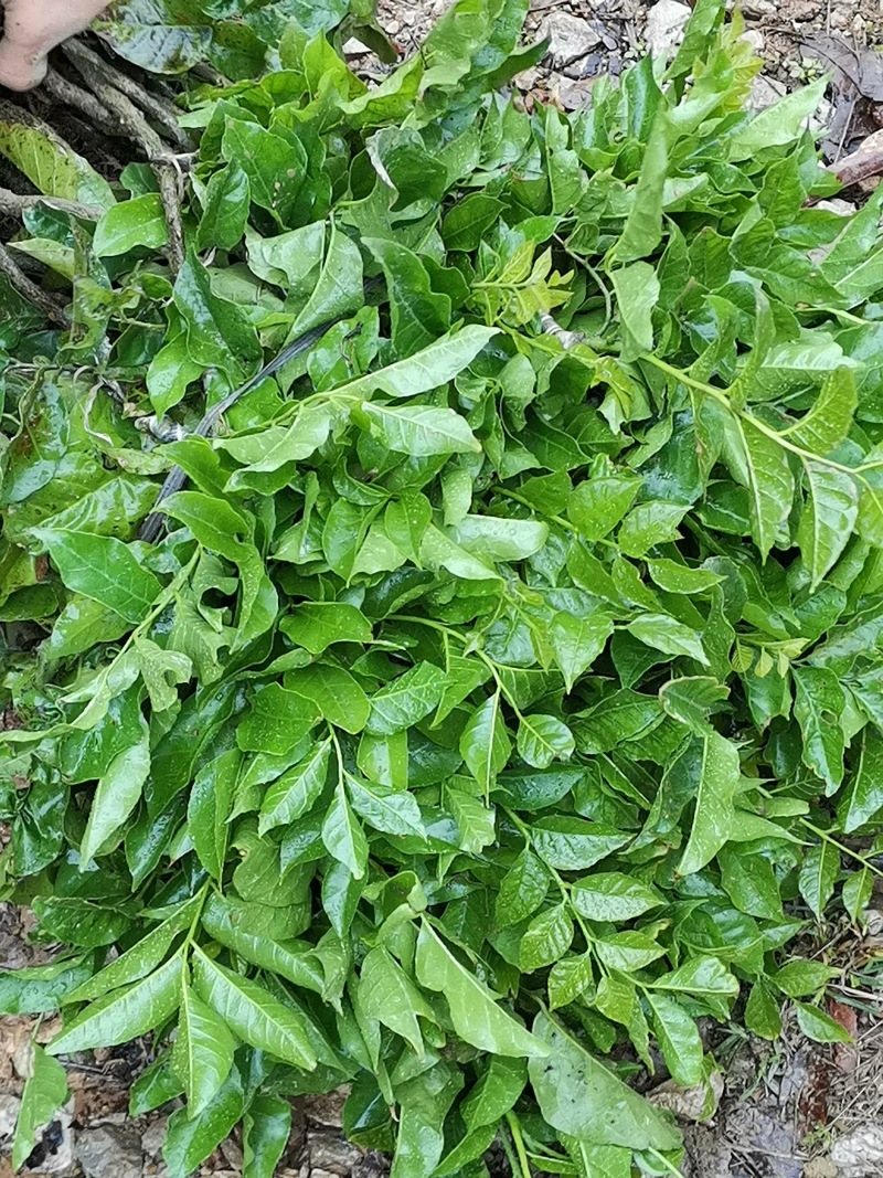 百香果苗