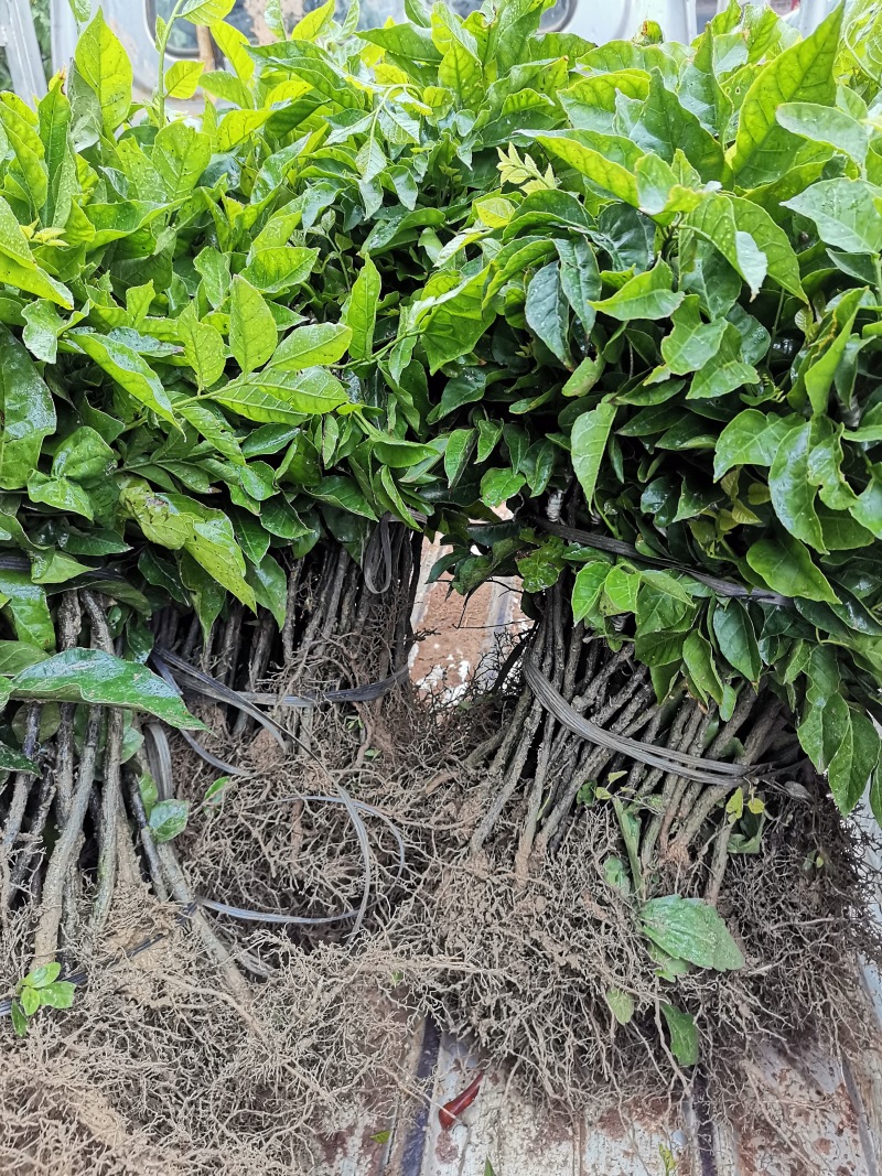 百香果苗