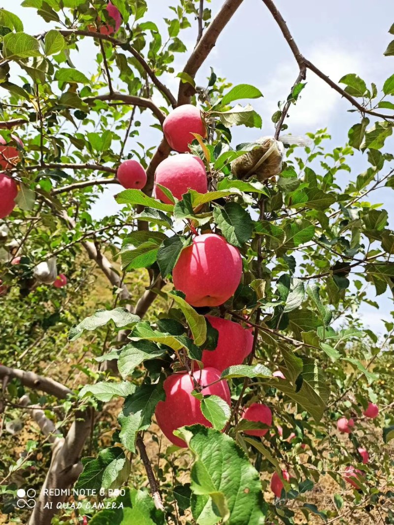 红富士苹果***********