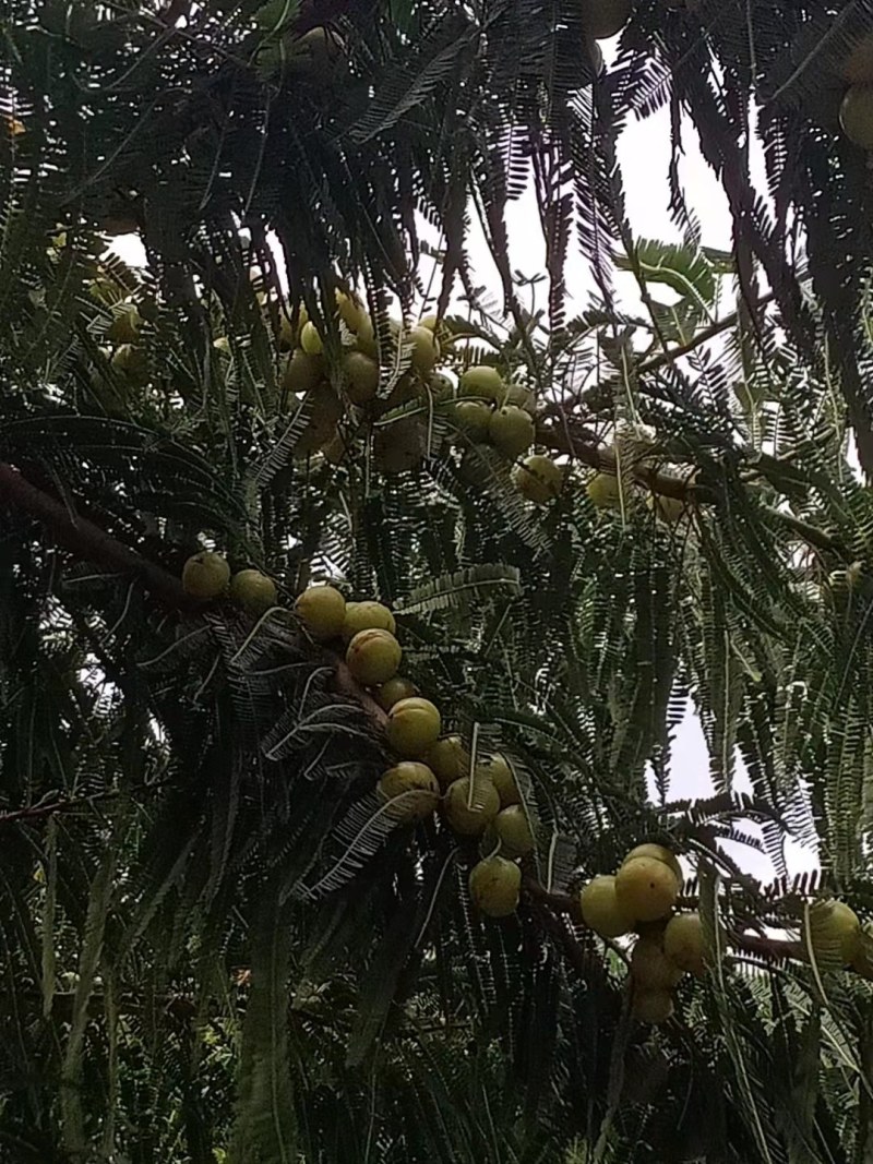 余甘果(橄榄)