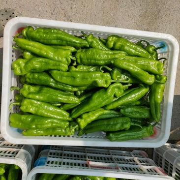 辣椒代办301青皮河南上蔡县龚垒万亩大棚，支持打箱，装框