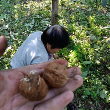 22年新货太行山涉县核桃原生态野生老树核桃无漂白