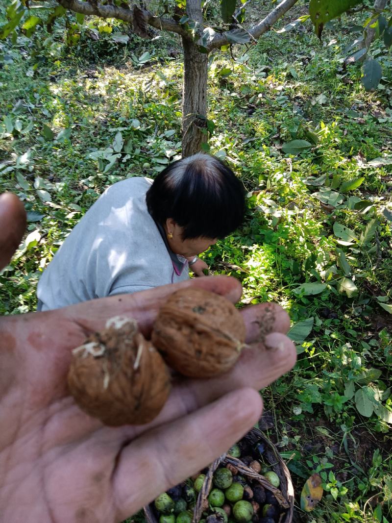 22年新货太行山涉县核桃原生态野生老树核桃无漂白