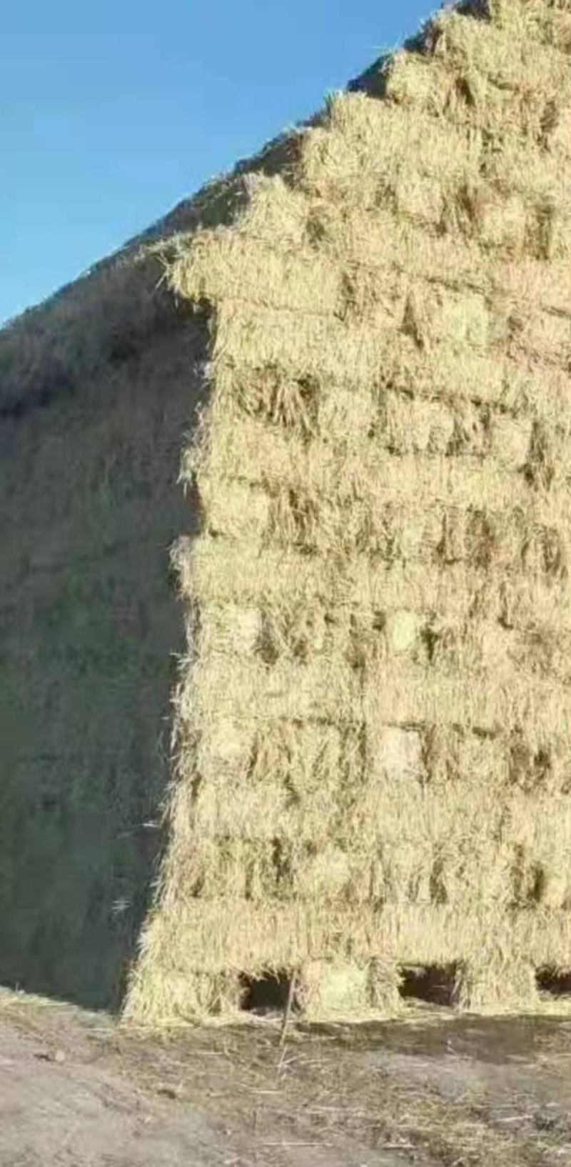 稻草克拉斯稻草、揉丝稻草、切断草、大包小包长草一手好货源