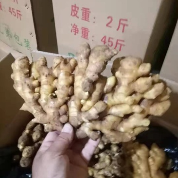 常年大量供应优质大黄姜，小黄姜、货源充足，品质保证