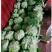 扁包菜奥奇娜双龙三号适合加工厂