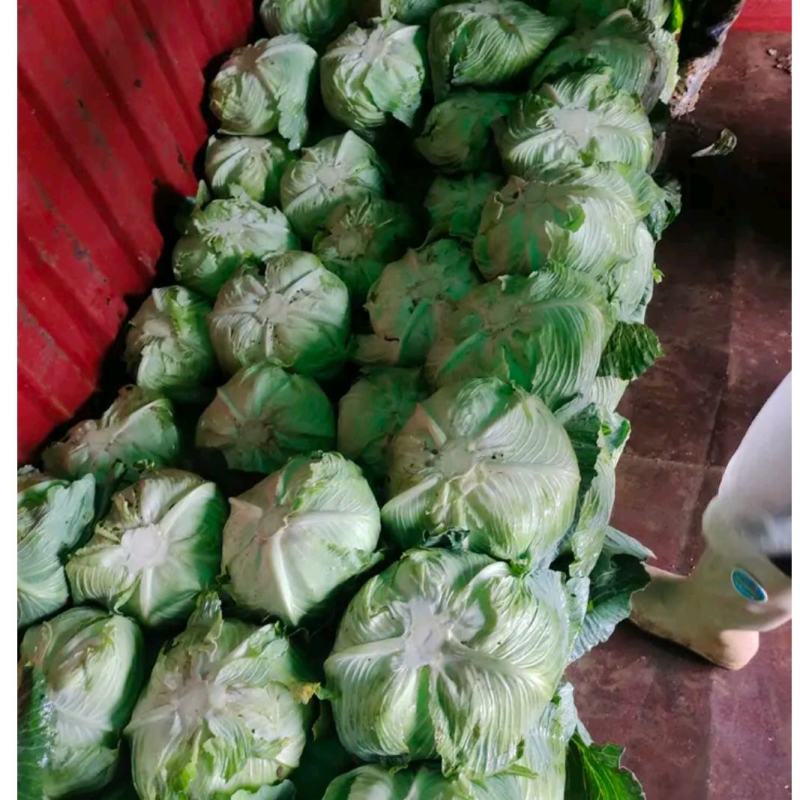 扁包菜奥奇娜双龙三号适合加工厂