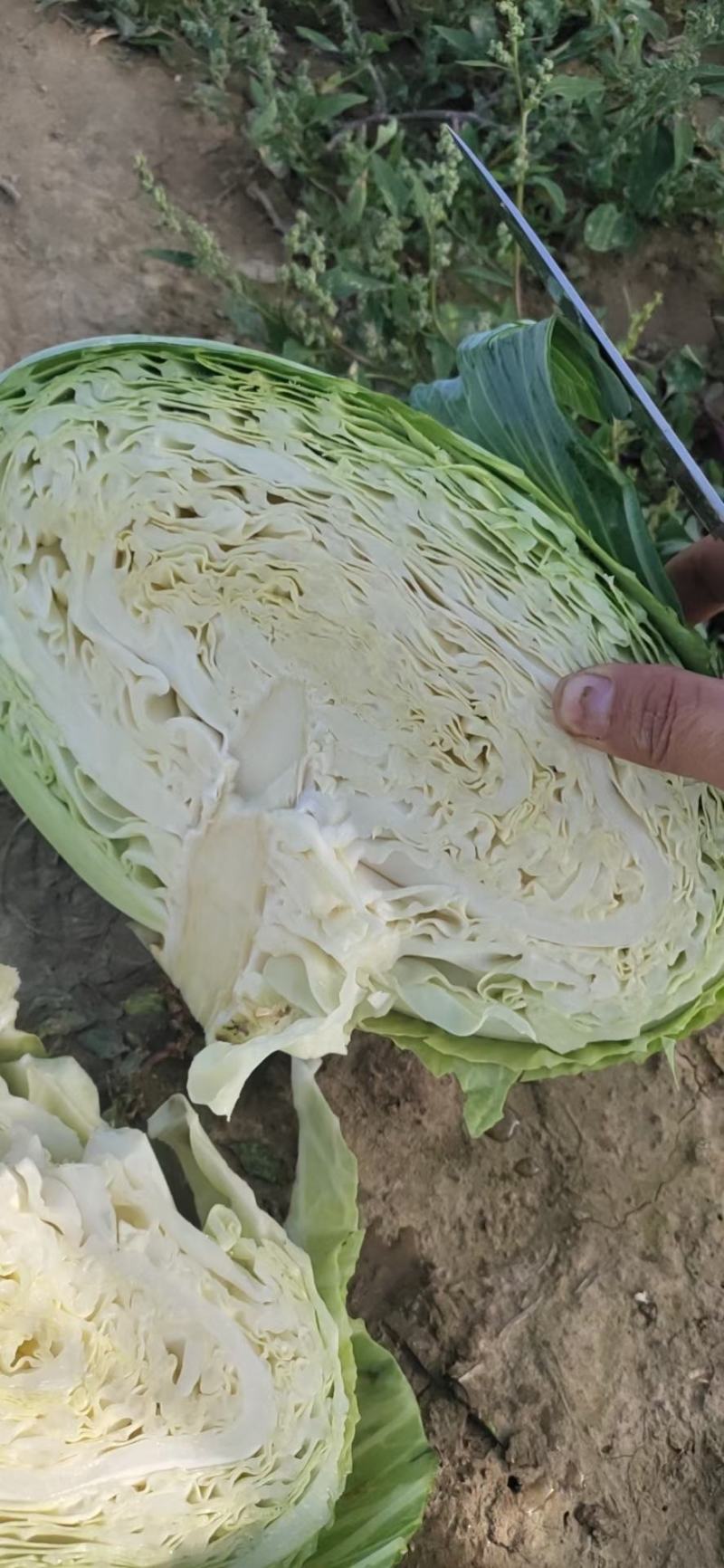 扁包菜奥奇娜双龙三号适合加工厂