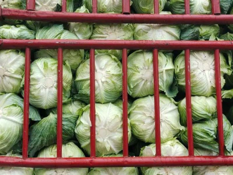 扁包菜奥奇娜双龙三号适合加工厂