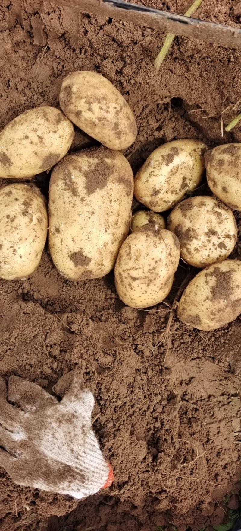 河南土豆希森沃土V7实验1号土豆黄金薯品种全以质论价