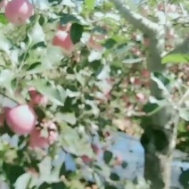 晚熟富士苹果开始大量上市